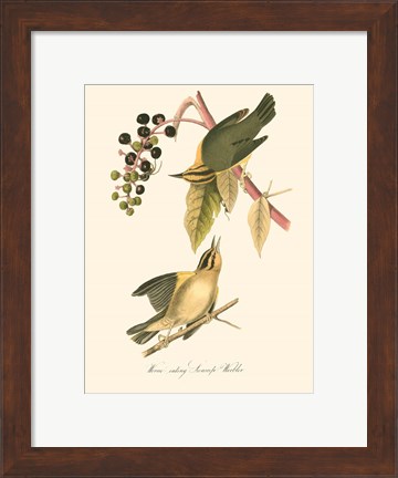 Framed Audubon&#39;s Warbler Print
