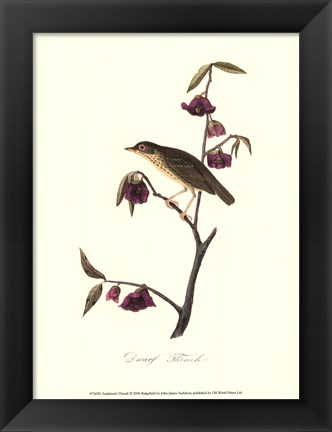 Framed Audubon&#39;s Thrush Print