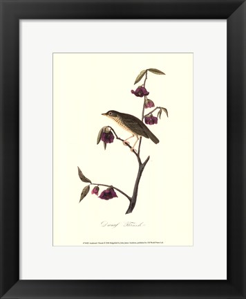 Framed Audubon&#39;s Thrush Print