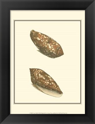 Framed Cone Shells Print