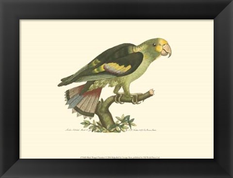 Framed Black-winged Parrakeet Print