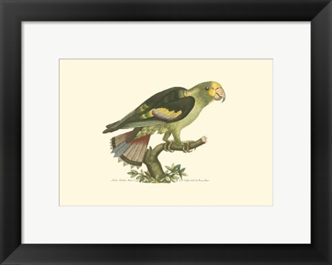 Framed Black-winged Parrakeet Print