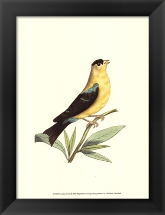 Framed American Finch Print