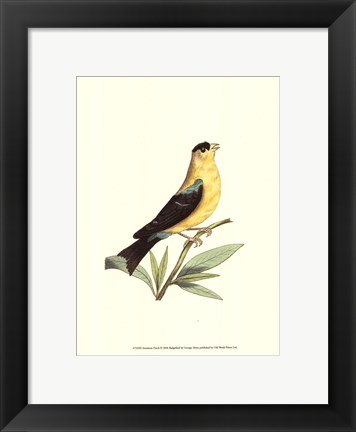 Framed American Finch Print