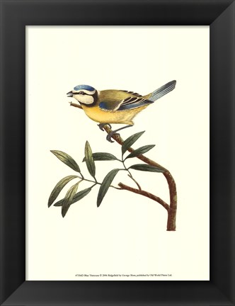 Framed Blue Titmouse Print