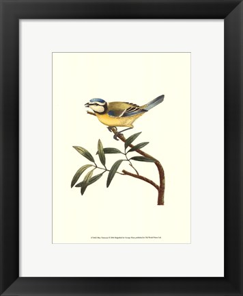 Framed Blue Titmouse Print