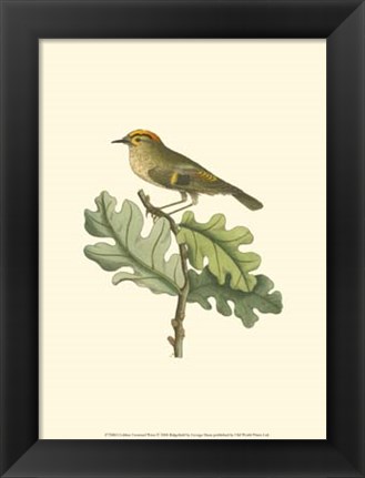 Framed Golden Crowned Wren Print