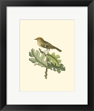 Framed Golden Crowned Wren Print