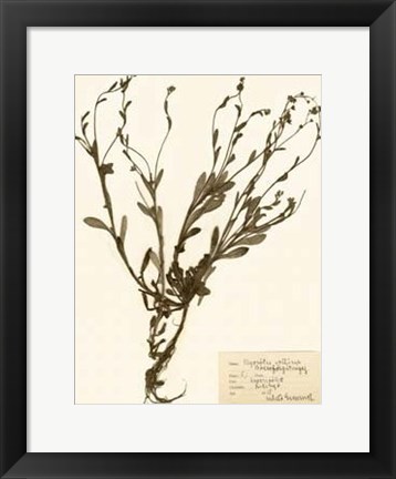 Framed Pressed Flower Study II Print