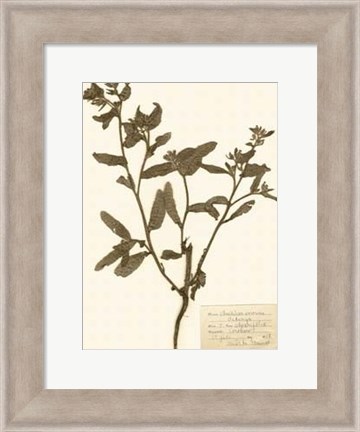 Framed Pressed Flower Study III Print