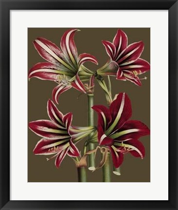 Framed Lush Amaryllis I Print