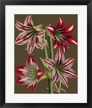 Framed Lush Amaryllis II Print