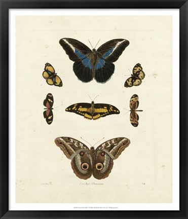 Framed Butterflies I Print