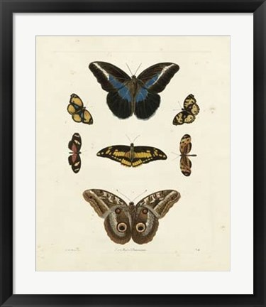 Framed Butterflies I Print