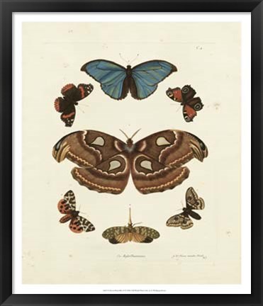 Framed Butterflies II Print