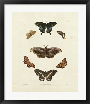 Framed Butterflies III Print