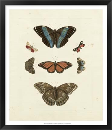 Framed Butterflies IV Print