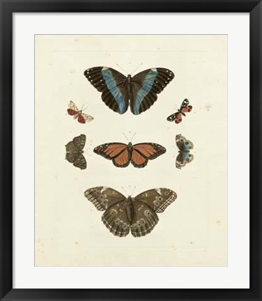 Framed Butterflies IV Print