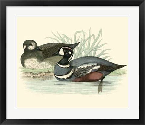 Framed Ducks IV Print