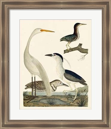 Framed Heron Family II Print