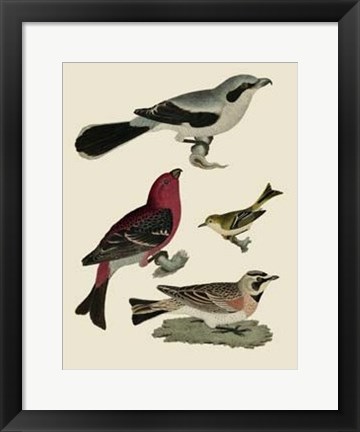 Framed Bird Family II Print