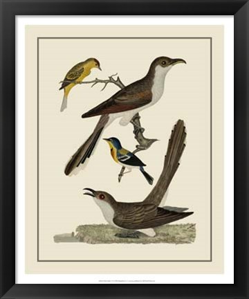 Framed Bird Family VI Print