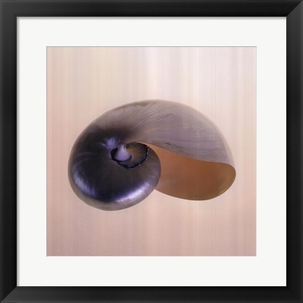 Framed Polished Nautilus Print