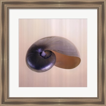 Framed Polished Nautilus Print