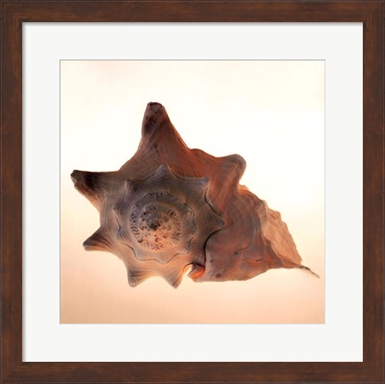 Framed Conch Print