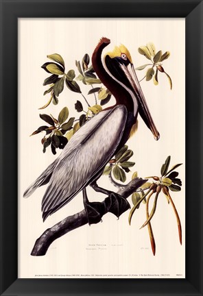 Framed Brown Pelican Print