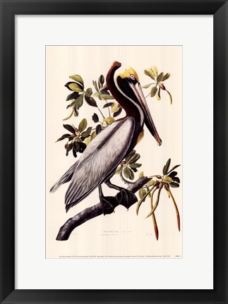 Framed Brown Pelican Print