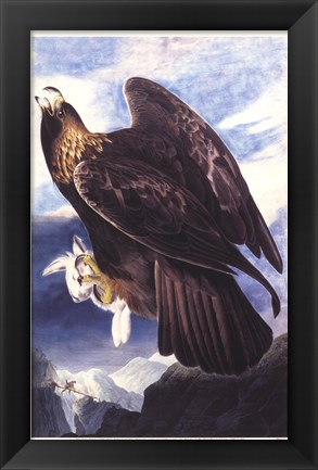 Framed Golden Eagle Print