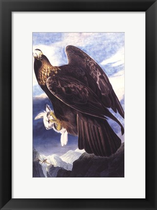 Framed Golden Eagle Print