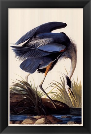 Framed Great Blue Heron Print