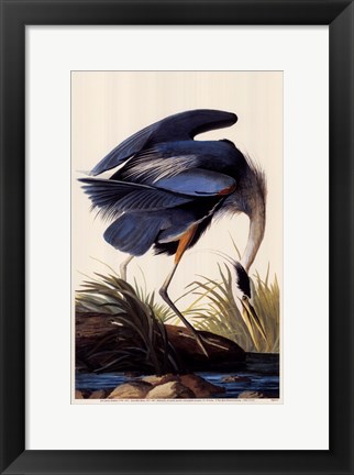 Framed Great Blue Heron Print