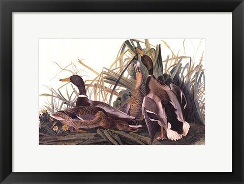 Framed Mallard Duck Print