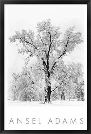 Framed Oak Tree Snowstorm Print