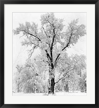 Framed Oak Tree Snowstorm Print