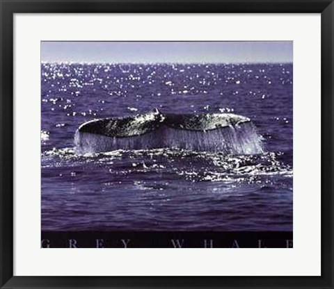 Framed Whale Tale Print