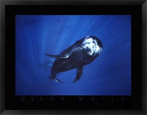 Framed Pilot Whale Print