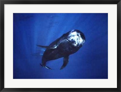 Framed Pilot Whale Print