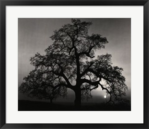 Framed Oak Tree-Sunset City Print