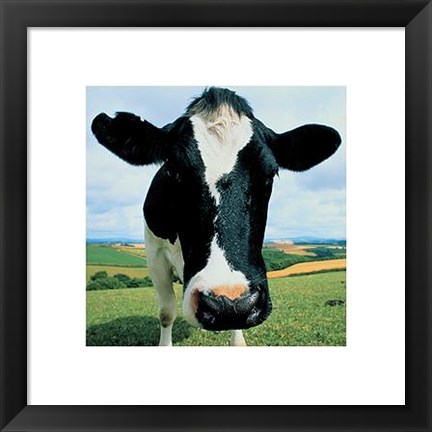 Framed Cow Print