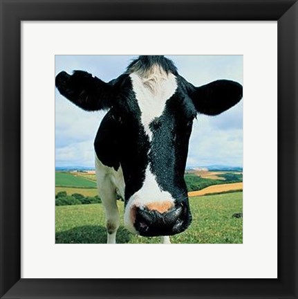 Framed Cow Print