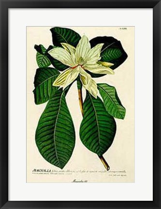 Framed Magnolia No62 Print