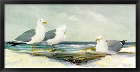 Framed Resting Gulls Print