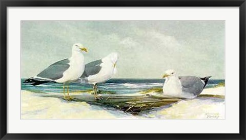 Framed Resting Gulls Print