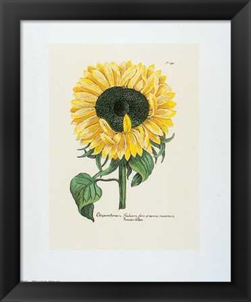 Framed Chrysanthemum Print