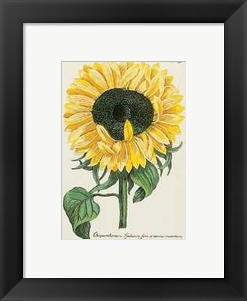 Framed Chrysanthemum Print