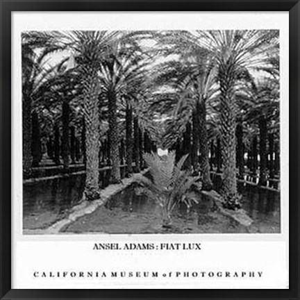 Framed Palm Grove Print